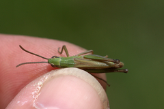 Pseudochorthippus parallelus