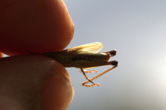 Pseudochorthippus parallelus