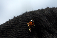 Coccinella septempunctata