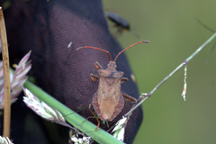 Coreus marginatus