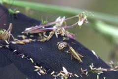 Tytthaspis sedecimpunctata