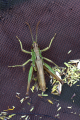 Pseudochorthippus parallelus