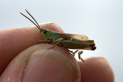Pseudochorthippus parallelus