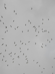 Leucophaeus pipixcan