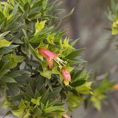 Eremophila duttonii