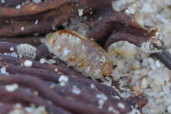 Alloniscus perconvexus