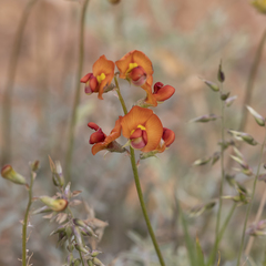 Swainsona stipularis