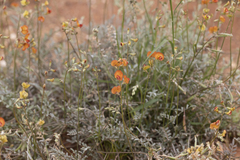 Swainsona stipularis