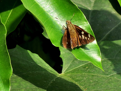 Pelopidas assamensis