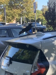 Corvus brachyrhynchos