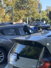 Corvus brachyrhynchos