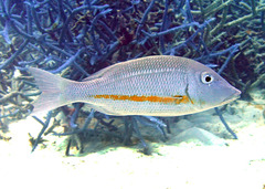 Lethrinus obsoletus