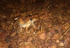 Minervarya rufescens