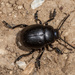 Lesser Bloody-nosed Beetle - Photo (c) oldbilluk, some rights reserved (CC BY-NC-SA)
