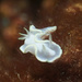 White Mantle Glossodoris - Photo (c) tamsynmann, some rights reserved (CC BY-NC), uploaded by tamsynmann
