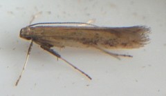 Caloptilia hypericella