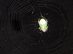 Araneus uniformis