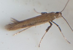 Caloptilia hypericella