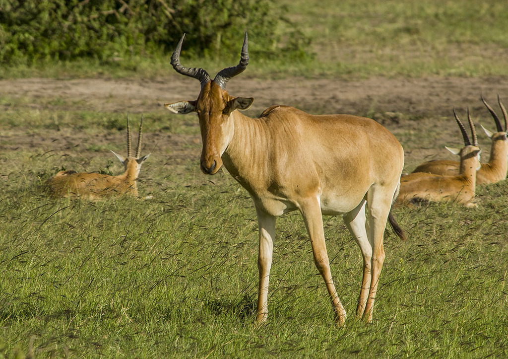 Hartebeest