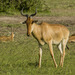 Hartebeest - Photo (c) Ad Konings, some rights reserved (CC BY-NC), uploaded by Ad Konings