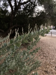 Acacia podalyriifolia