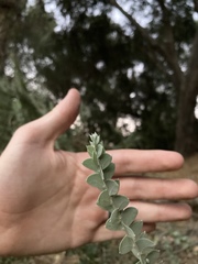 Acacia podalyriifolia