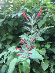 Salvia longistyla
