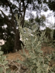 Acacia podalyriifolia