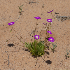 Calandrinia remota