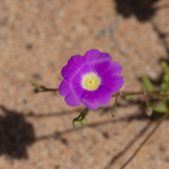 Calandrinia remota