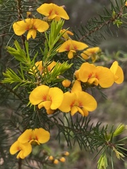 Dillwynia elegans