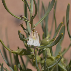 Scaevola collaris
