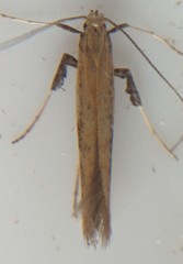 Caloptilia hypericella