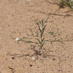 Podolepis capillaris