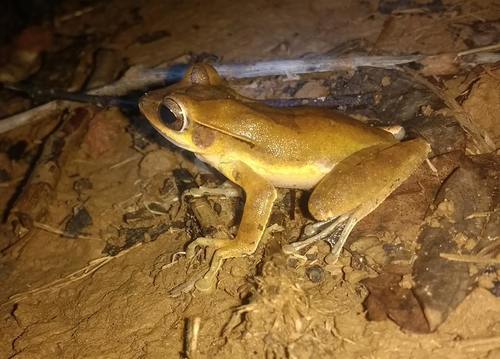 Polypedates occidentalis