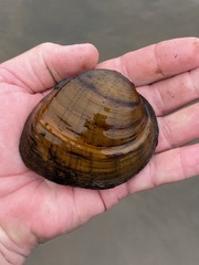 Ellipsaria lineolata