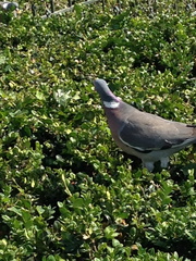 Columba palumbus