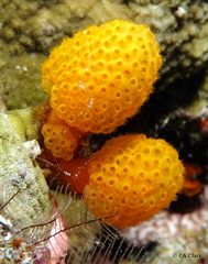 Pseudodistoma