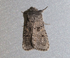 Spodoptera hipparis