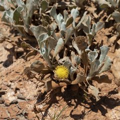 Anemocarpa podolepidium