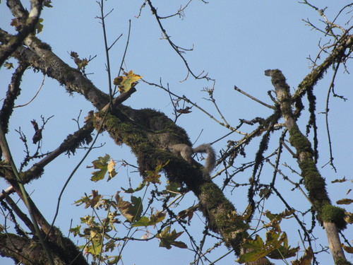 Eastern Gray Squirrel