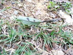 Pseudovates