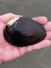 Ellipsaria lineolata