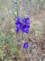 Delphinium pentagynum