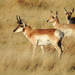 Pronghorn - Photo (c) Ad Konings, some rights reserved (CC BY-NC)
