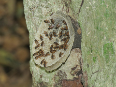 Scaptotrigona xanthotricha