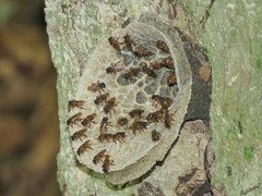 Scaptotrigona xanthotricha