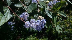 Ceanothus caeruleus