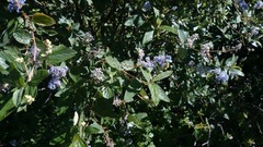 Ceanothus caeruleus