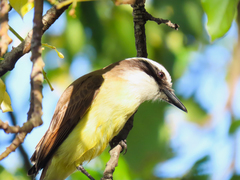 Pitangus sulphuratus